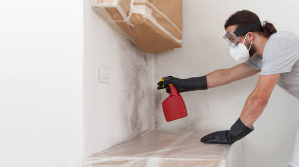 Professional Mold Cleanup technician working in Ashland, MA