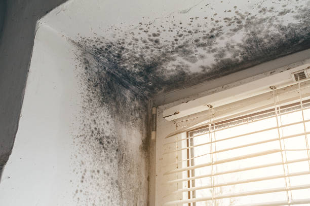 Affordable Mold Cleanup solutions in Ashland, MA